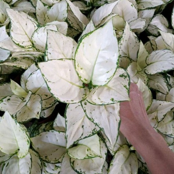 Aglonema Super White Tisu Daun 8-9-10++ Sehat Rimbun