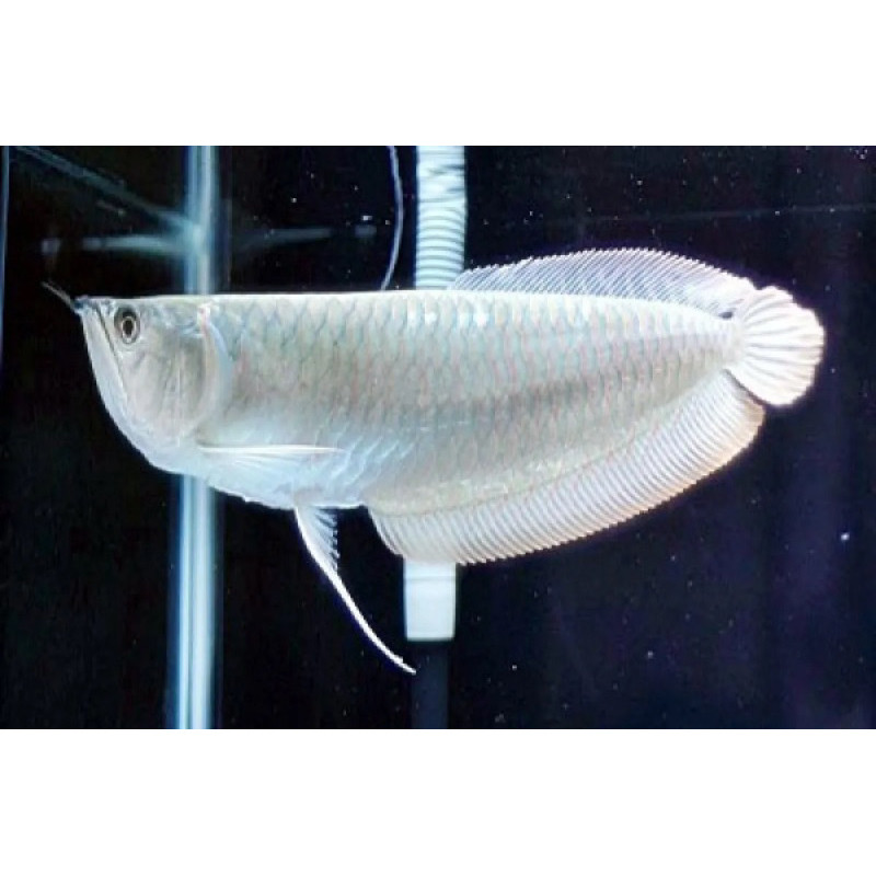 Silver red arwana size 12-15 serat merah hiasanaquarium dan dekorasi kebutuhan aquarium