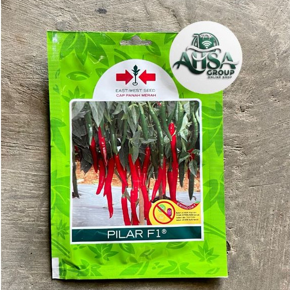 BENIH CABE BESAR PILAR F1 +/- 125 butir