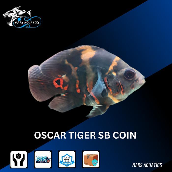 IKAN HIAS IKAN OSCAR TIGER SB COIN SHORTBODY SB CICHLID TANKMATE PREDATOR