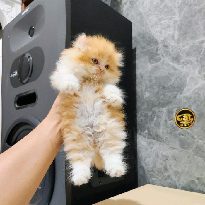 kucing Persia muchkin bicolor