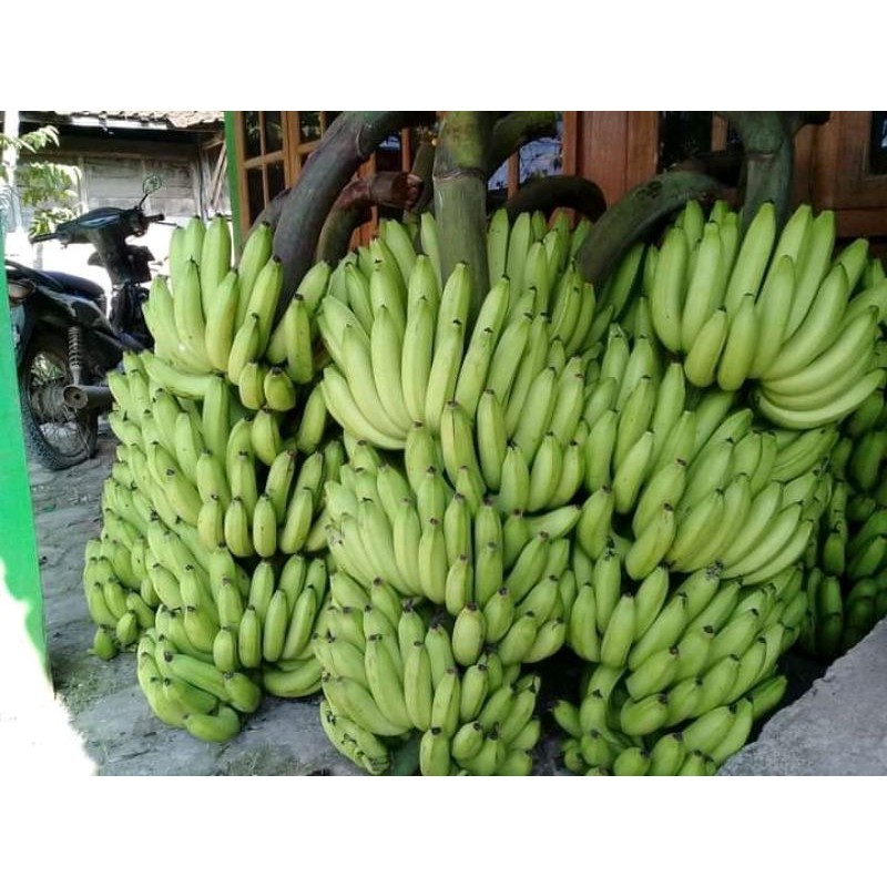PROMO Bibit pisang ambon warangan kuning SUPER (14 sisir) BISA COD  bibit unggul