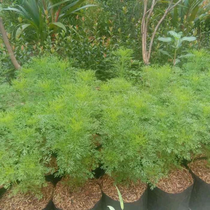 tanaman hias cemara air - Tanaman pagar Artemisia Scoparia