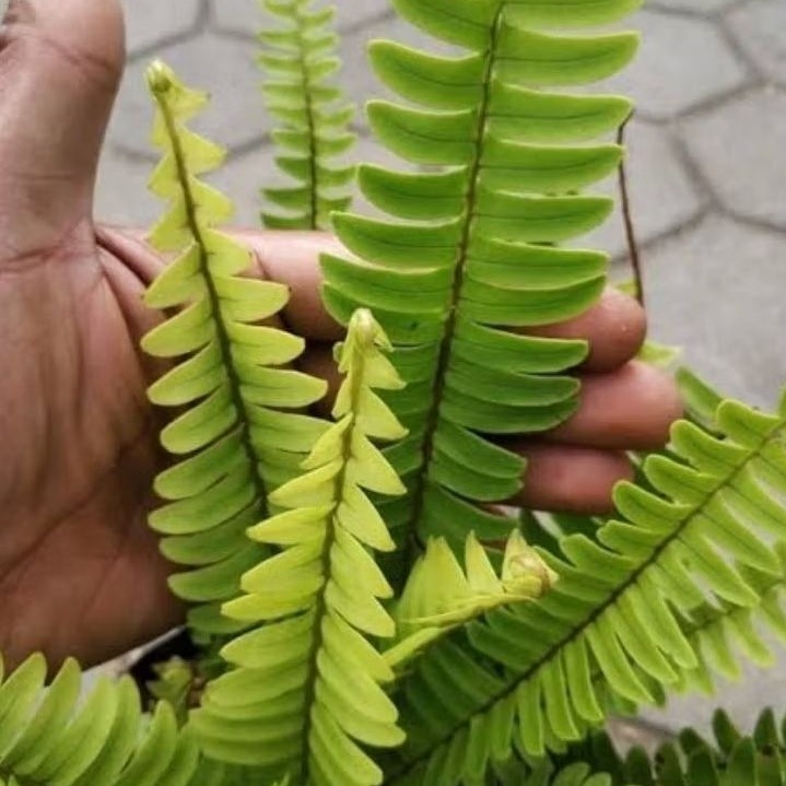 pakis boston penyejuk udara