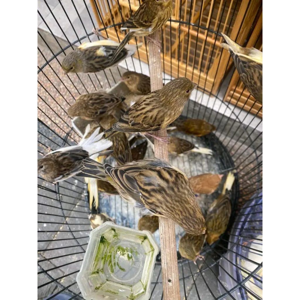 AUPSHOP kenari lokal bahan gelap pilihan)kenari bon setrip