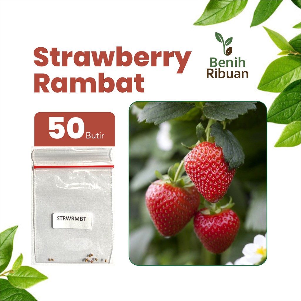 BENIH RIBUAN - Benih Buah Strawberry Rambat Unggul, Bibit Strawberry Rambat Manis Bibit Stroberi