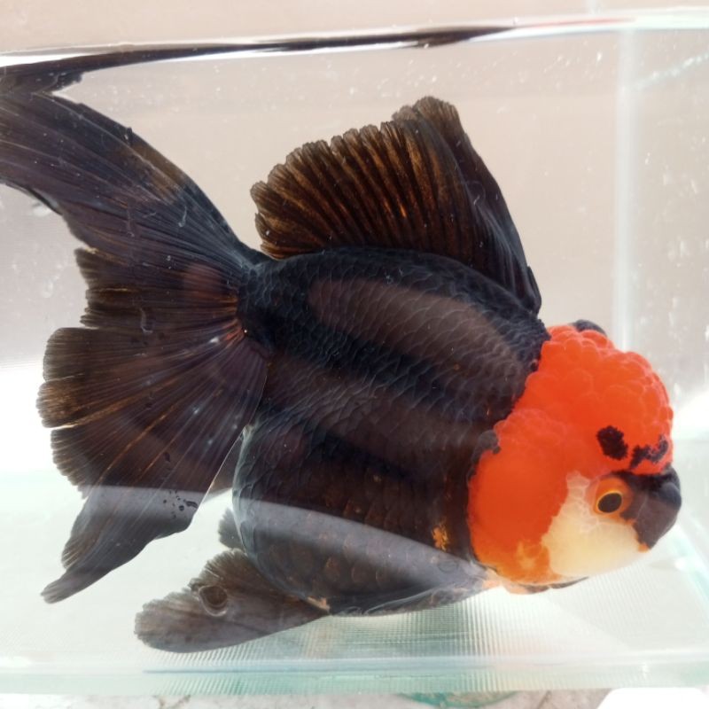 Ikan Mas Koki Oranda Tancho 8-11 cm Tanco 3c HIGH QUALITY / Ikan Koki Oranda Tancho Tanco / Ikan Kok