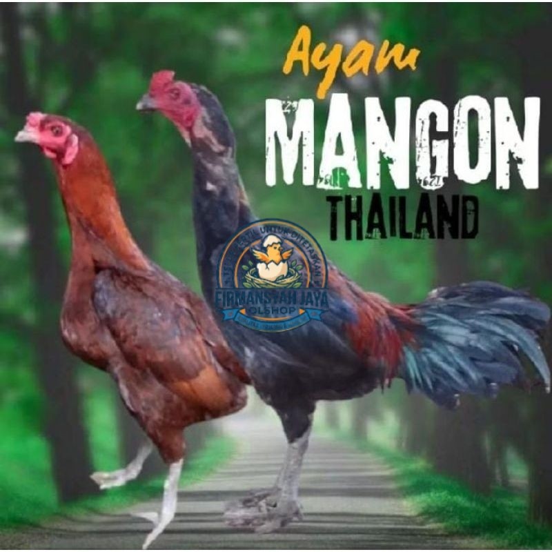 Telur tetas Ayam Mangon Thailand Fertil Ori siap untuk ditetaskan Firmansyah jaya shop