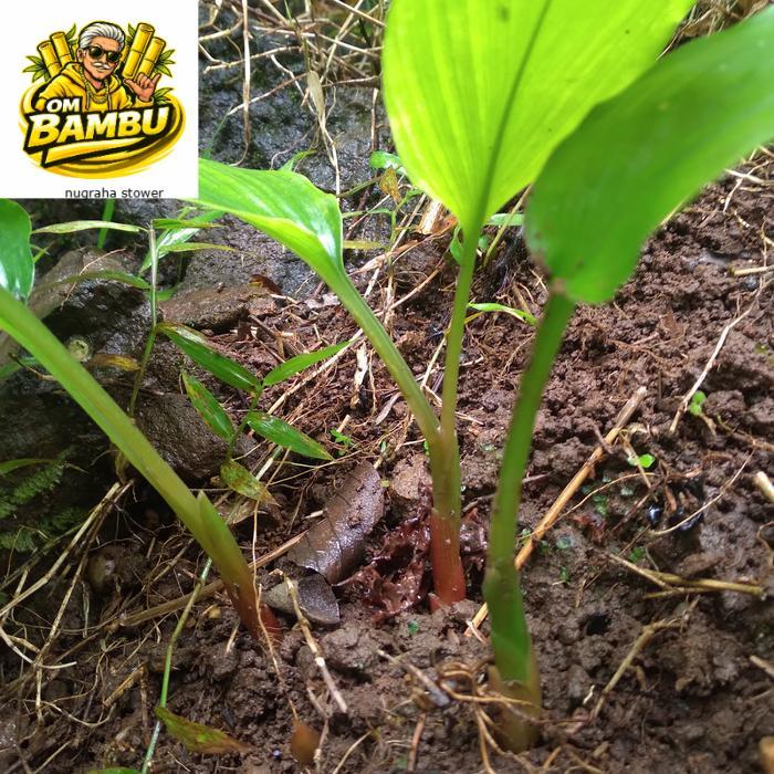 Bibit temu kunci Bibit Temu Kunci Tanaman Temu Kunci Pohon Temu Kunci Temukunci