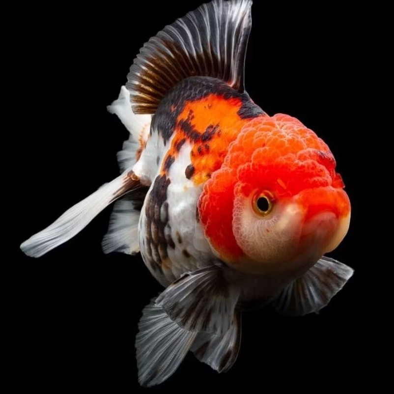 ikan koki oranda tricolor 13 cm goldfish trico