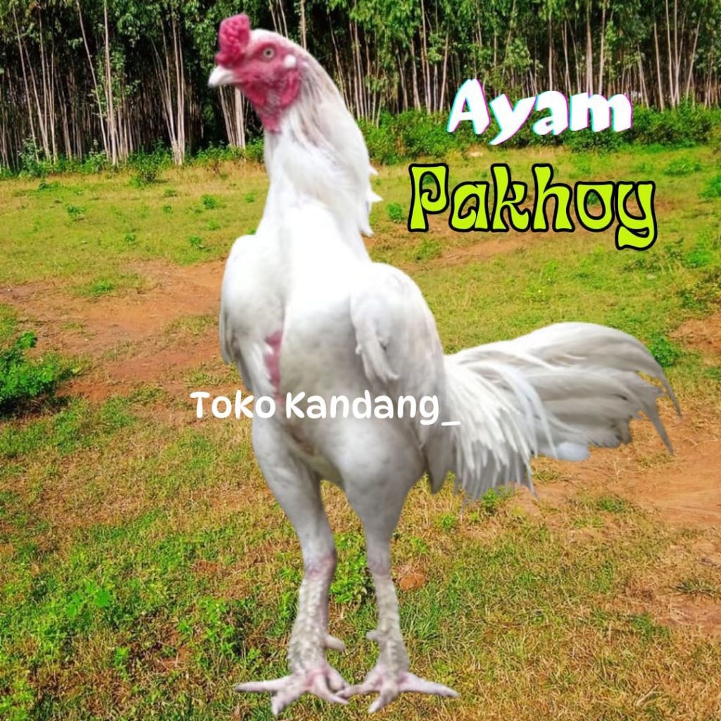 TELUR AYAM PAKHOY ASLI PETARUNG   ORIGINAL UNTUK DITETASKAN