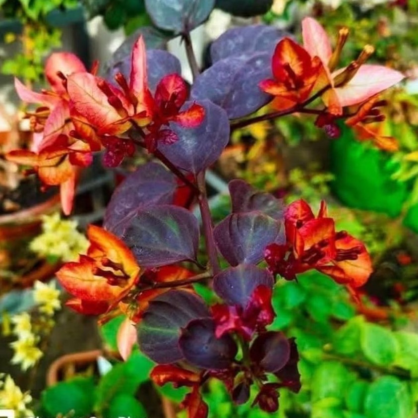 citra black bougenville (grafting)