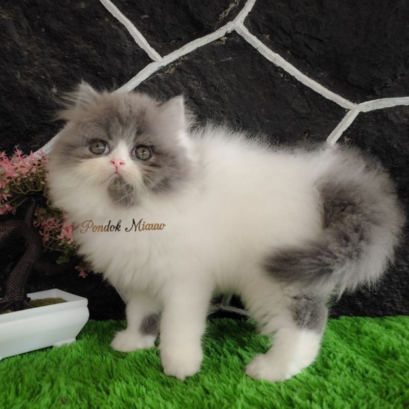 Kucing Persia Kitten Anak Kucing Lucu Cantik Peaknose Flatnose Abu Abu Putih Kitten Himalaya Ragdoll