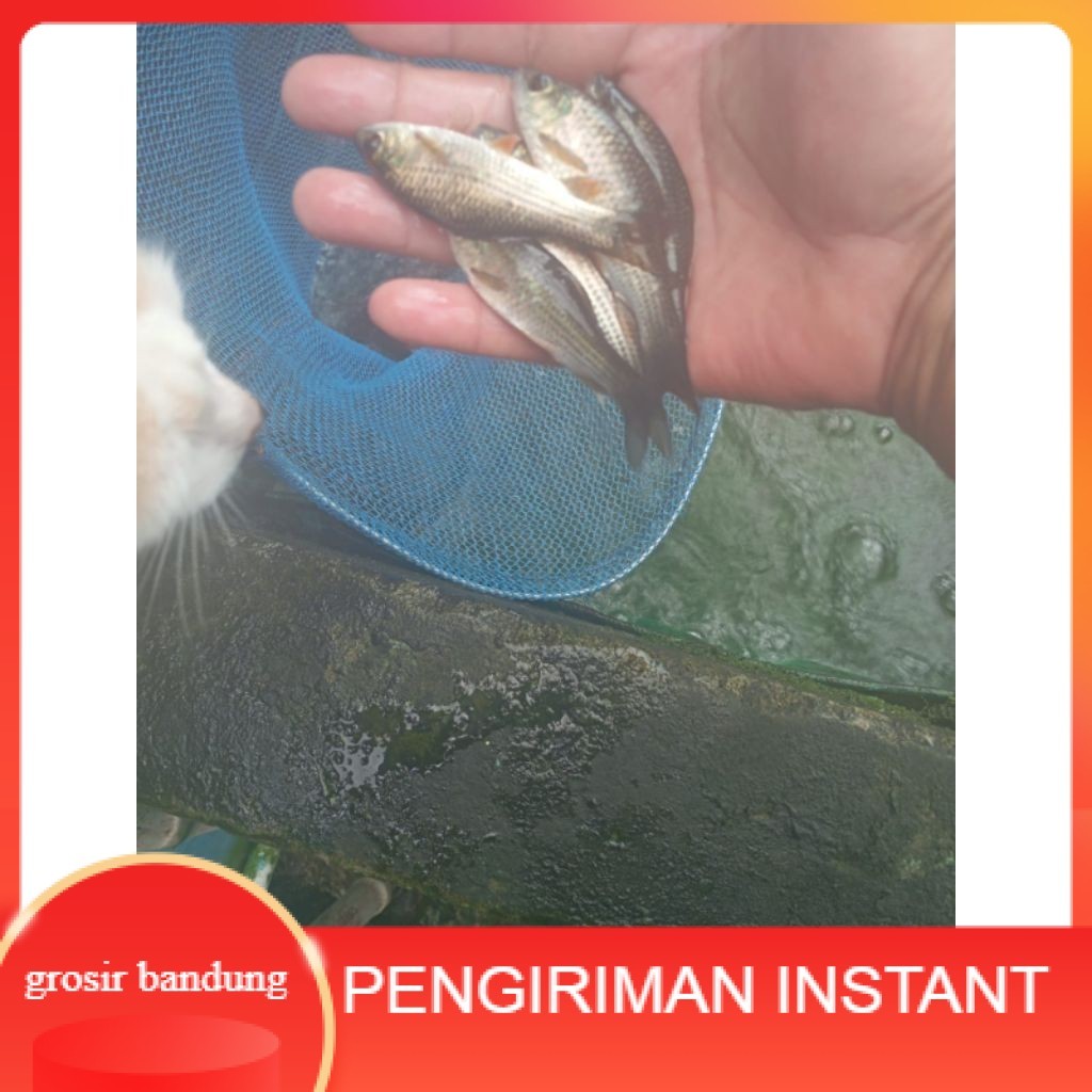 bibit ikan Nilem Ukuran  9 -12  cm per ekor GROSIR BANDUNG