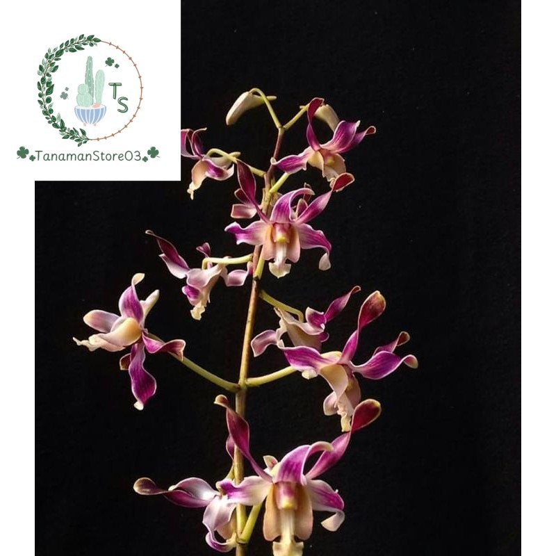 Peromo Anggrek dendrobium nindi dewasa bangkok sepik
