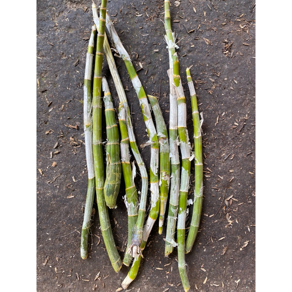 Paket 10 Batang Anggrek Dendrobium - Tangkai Anggrek Dendrobium Dewasa