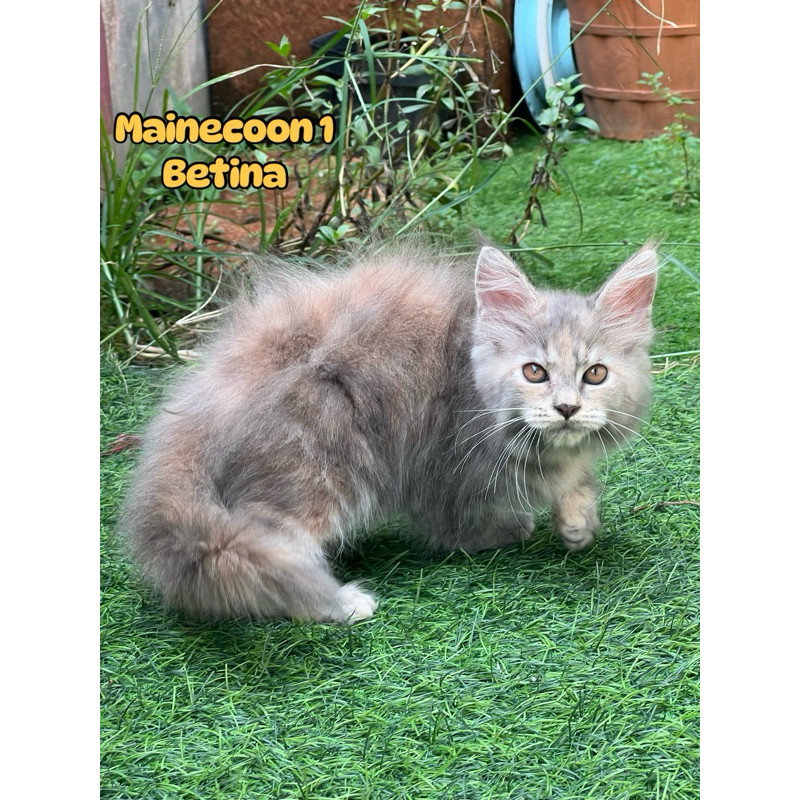 Kucing mainecoon kitten