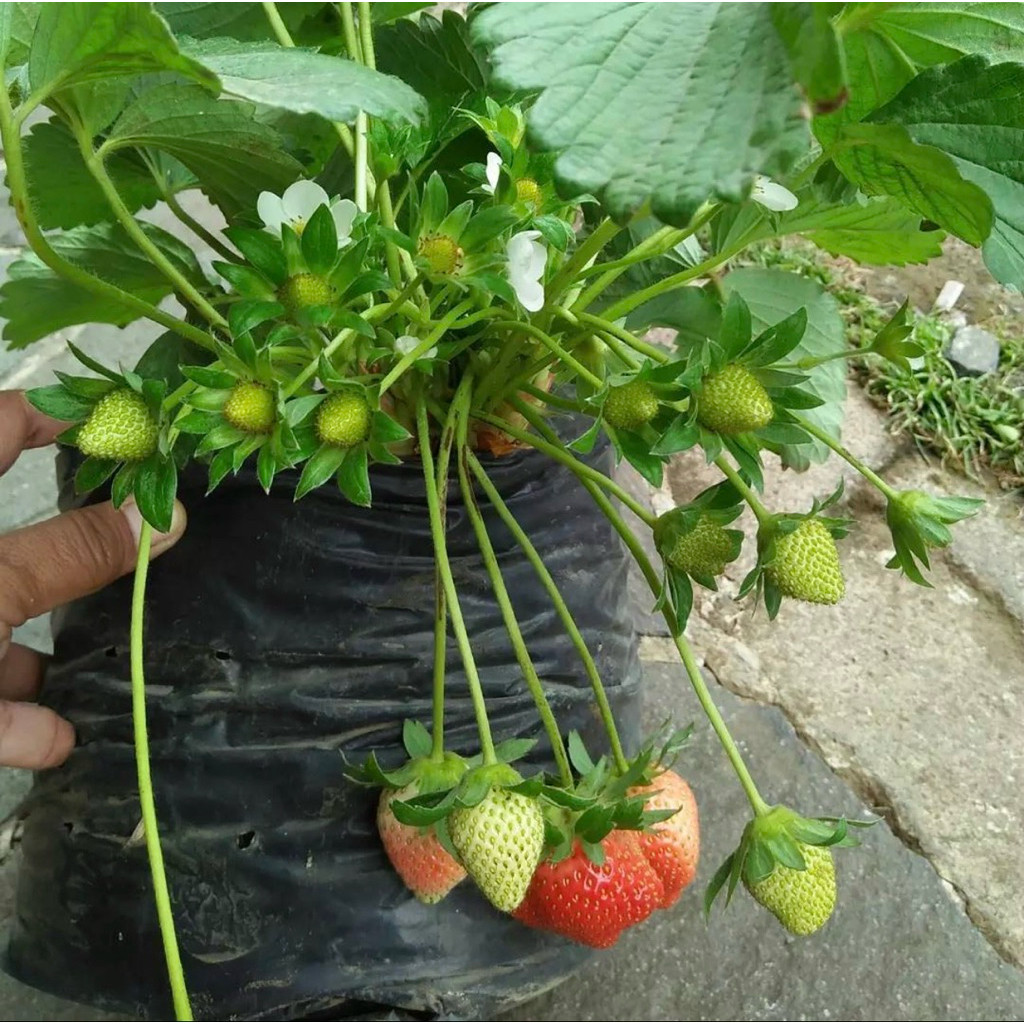 (PROMO) Bibit Buah Strawberry Mencir - Strawberi Mencir