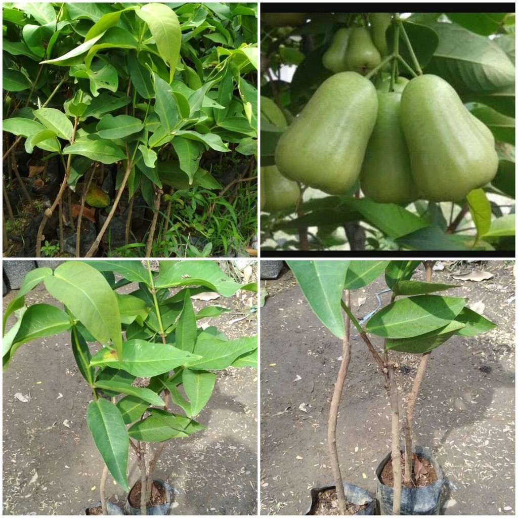 BIBIT JAMBU AIR MADU DELI OKULASI JUMBO CEPAT BERBUAH