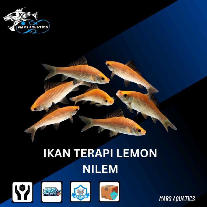 IKAN TERAPI LEMON HIAS IKAN TERAPI NILEM AQUASCAPE IKAN KESEHATAN