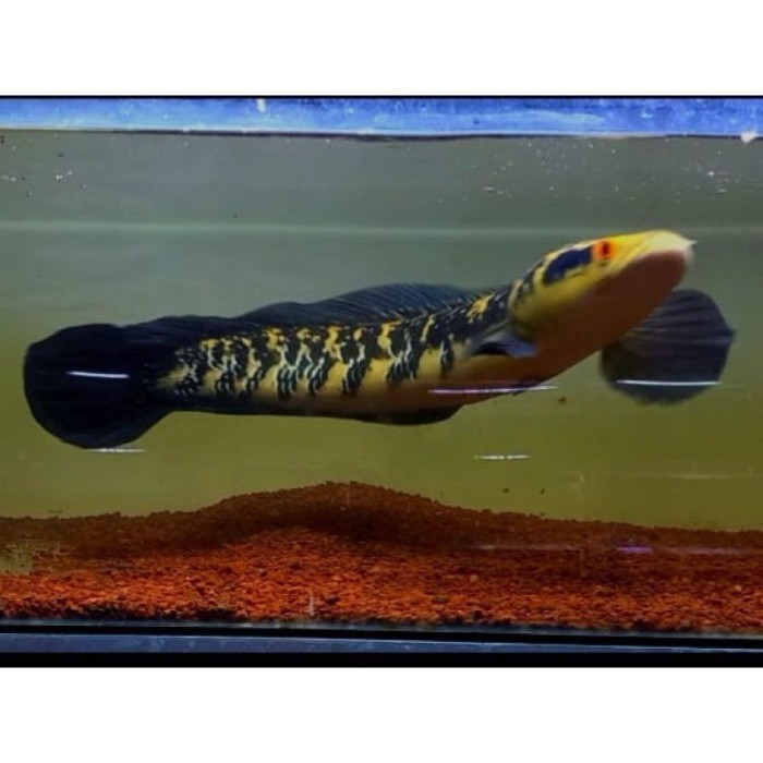 Maru Ys 20cm  flering mangap-Mangap(COD)