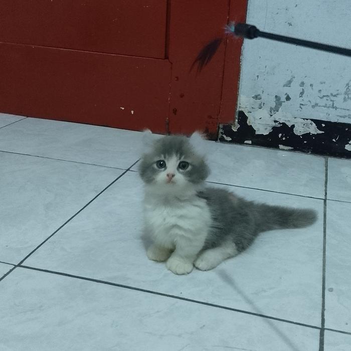 kucing munchkin kinkalow/kaki pendek curl/cebol american curly betina