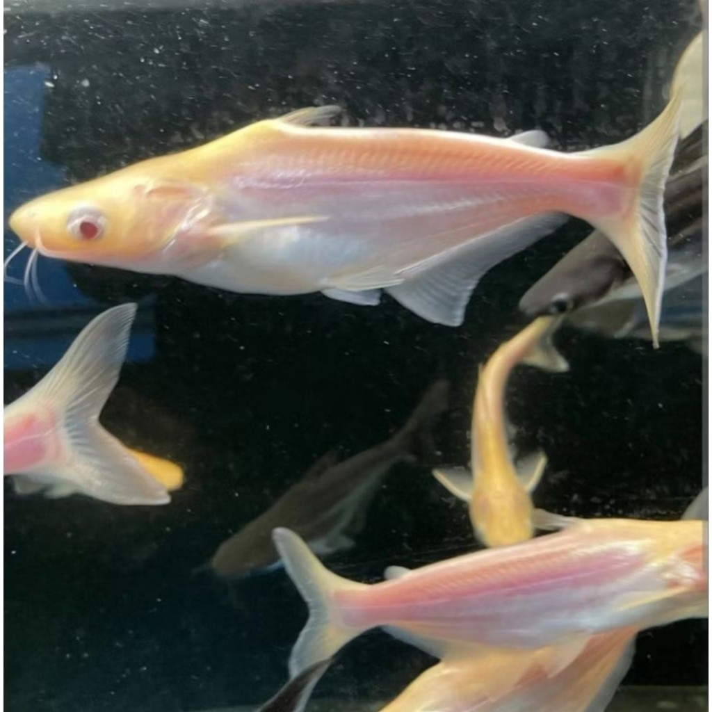 IKAN HIAS PATIN ALBINO MATA MERAH SIZE 6-8 CM SEHAT
