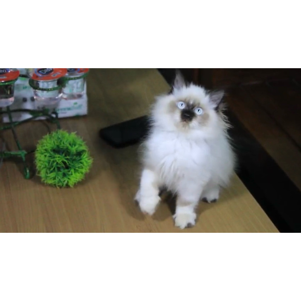 Ragdoll Himalaya Kitten Anak Kucing Gemas