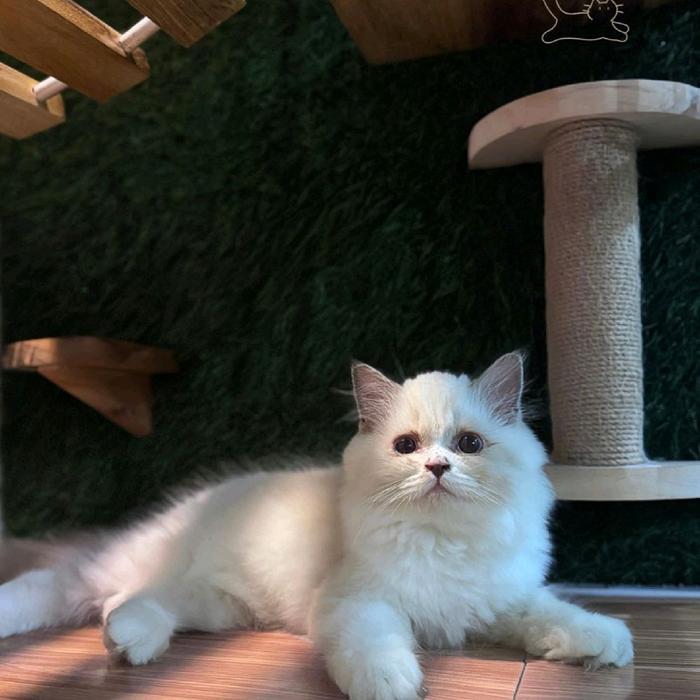 Kucing Kitten Persia Flatnose