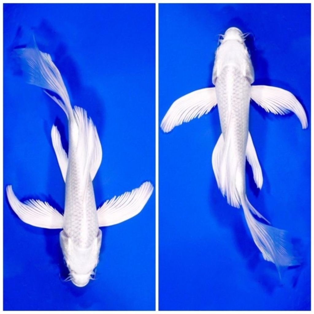 Bibit Koi Platinum Kumpay Gondrong Ukuran 20-23 cm