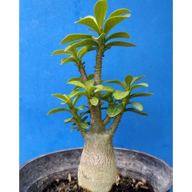 Bibit Bonsai Adenium Bunga Tumpuk Kamboja Jepang-kamboja-Bibit Tanaman Hias Adenium Bonsai