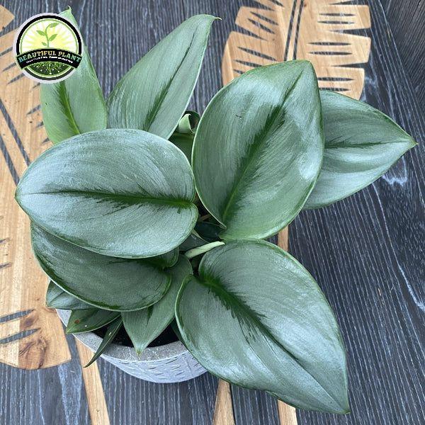 Tanaman Hias Scindapsus Susu - Scindapsus Silver