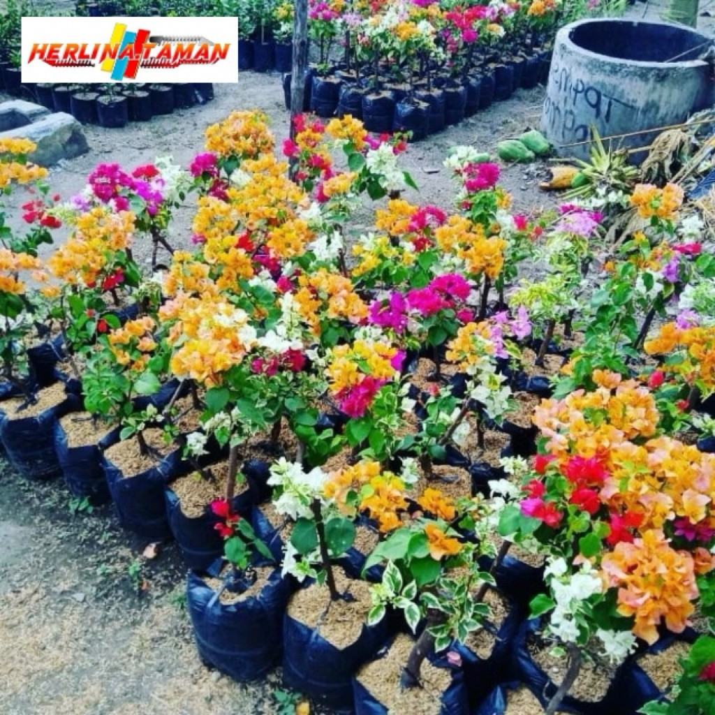 MURAH Bougenville kuning bugenvil 4 warna