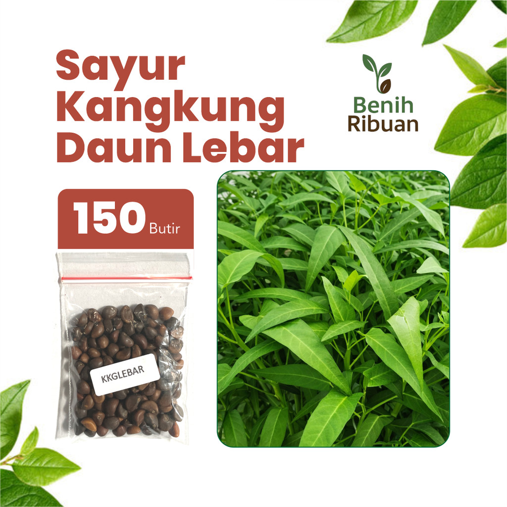 BENIH RIBUAN - Benih Kangkung Daun Lebar, Bibit Sayur Kangkung Unggul Bibit Super Sayuran Kangkung