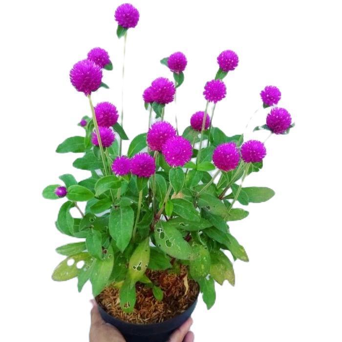 tanaman hias kancing lurah - tanaman hias bunga kancing pentul /tanaman hias kancing pentul / bunga 