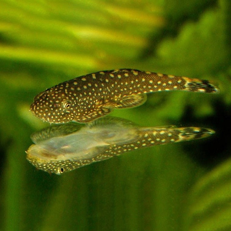 Ikan Sapu Sapu Borneo Sucker / Pembersih Aquarium / Algae Eater