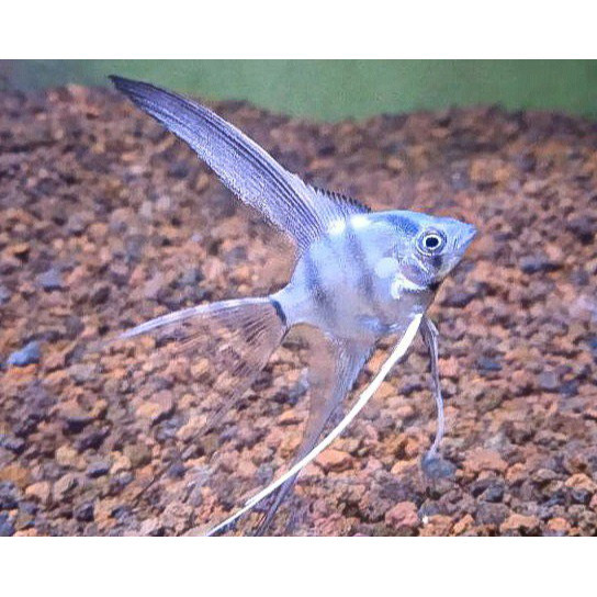 Manfish Pinoy Slayer / Angel FIsh / Ikan Hias Aquascape / Air Tawar