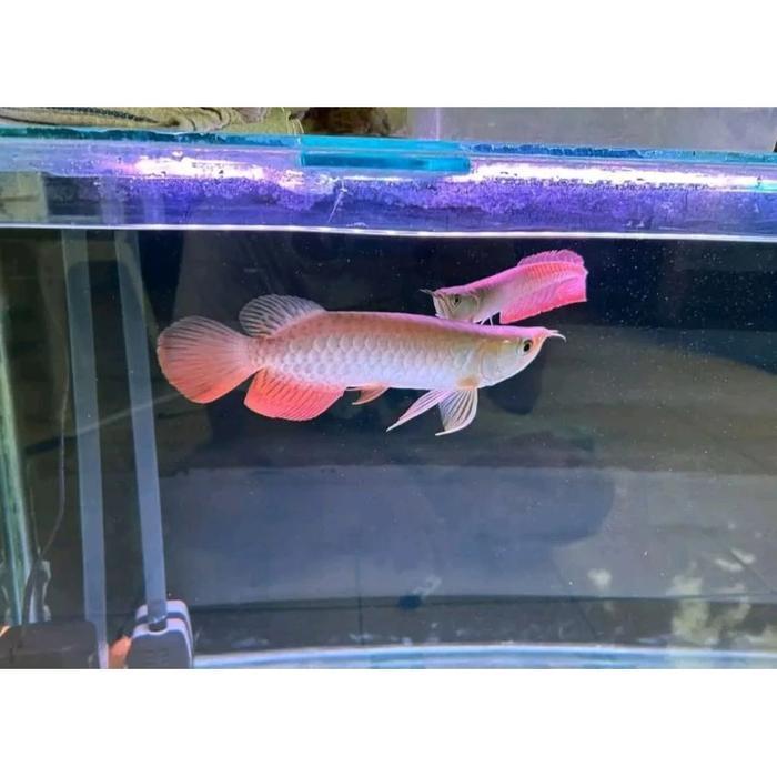 arwana silver Red berkualitas size 15-17cm bisa cod asli