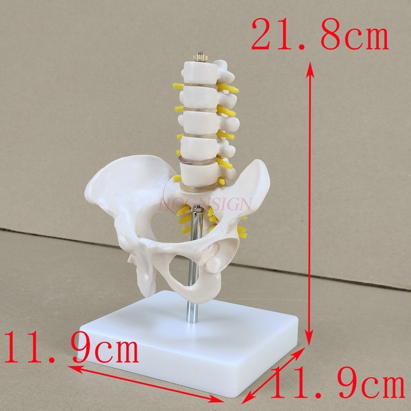 Pelvis model Small pelvic belt Five-section lumbar vertebra joint model Skeleton nerve structure Hip