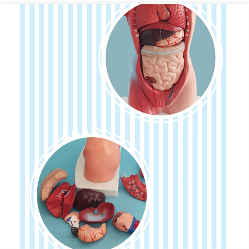 SB-Torso Mannequin Anatomy Doll 15 Removable Parts Educational Organ Model Human Internal Organ Anat
