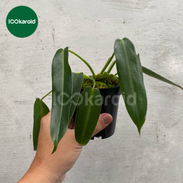 Tanaman Hias Philodendron Spiritus Sancti | Rare Item