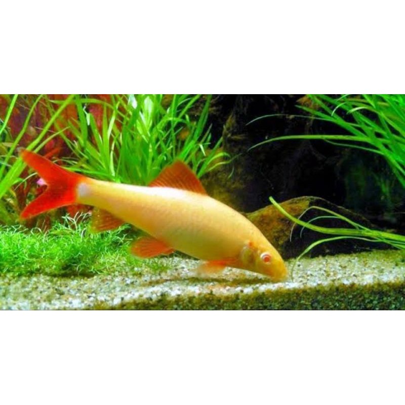 Redfin albino sikilat pembersih lumut aquarium