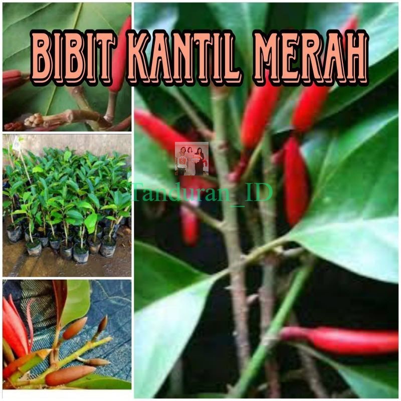 PROMO BIBIT KANTIL MERAH ASLI
