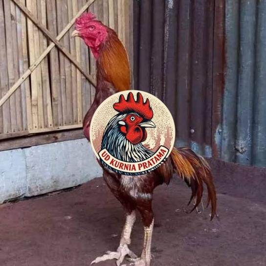 Telur ayam bangkok shamo brazil / ayam petarung aduan untuk ditetaskan UD KURNIA PRATAMA
