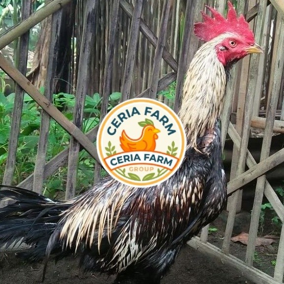 Telur Ayam Fertil Telur Tetas Ayam Aduan Mangon IQ X Pama CERIA FARM GROUP