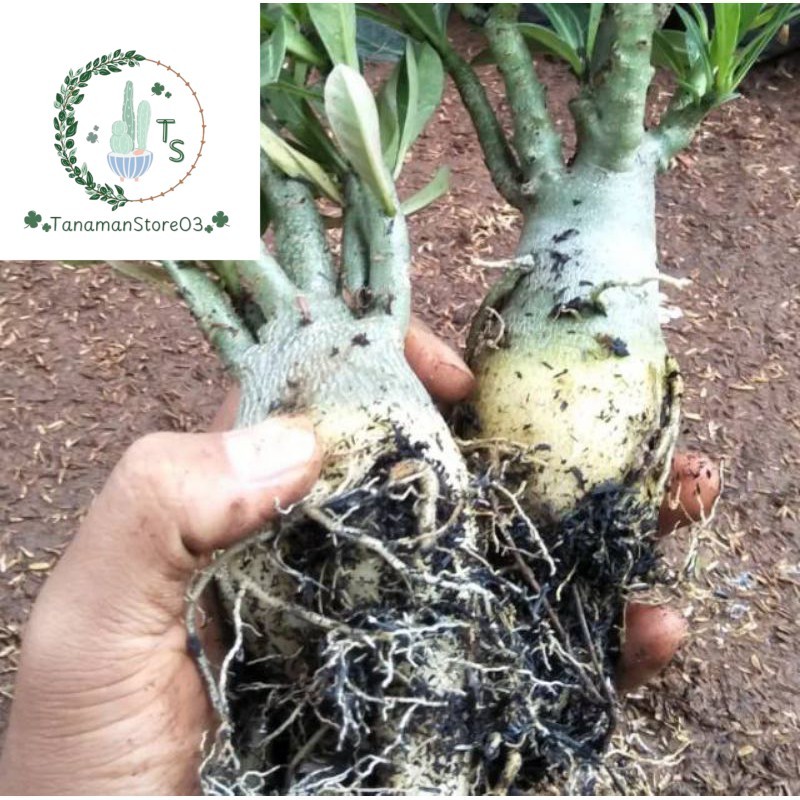 pohon kamboja jepang-adenium bunga random bonggol besar