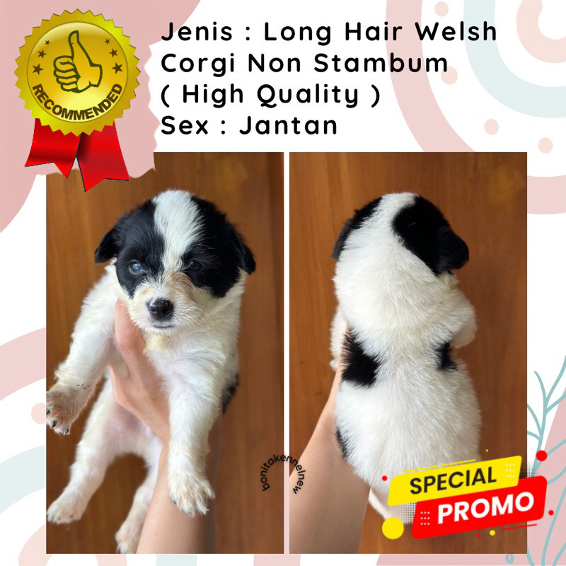 Anjing Welsh Corgi Non Stambum Jantan Betina Tricolor Sable