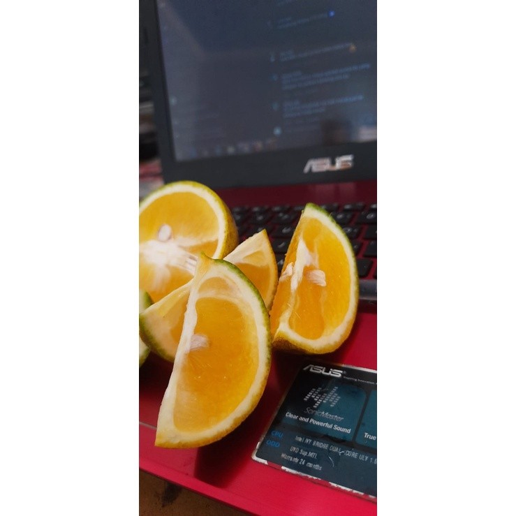 Bibit Tanaman Jeruk Baby Java Murah