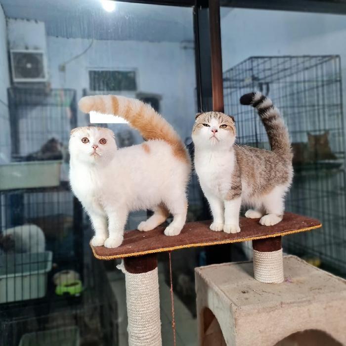 kucing scottish fold jantan/betina per ekor cakep turunan import