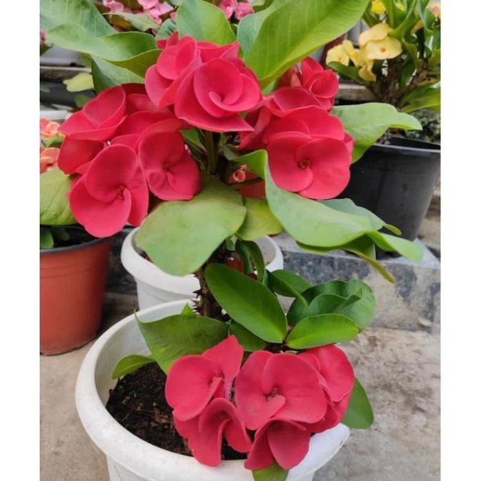 TANAMAN HIAS EUPHORBIA PINK//EUPHORBIA IMPORT PINK - BUNGA HIAS EPORBIA - BUNGA HIAS HIDUP